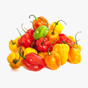 Scotch Bonnet Pepper