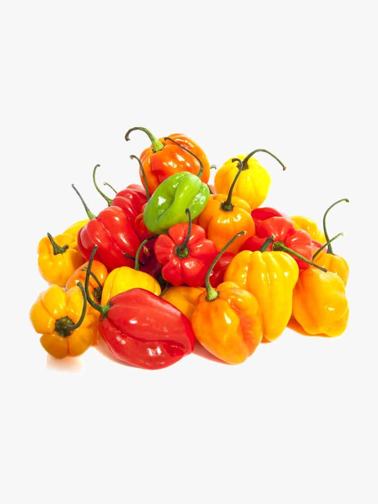 Scotch Bonnet Pepper